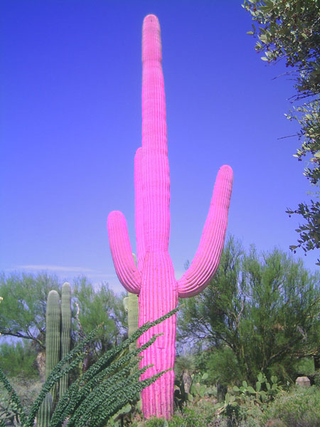 Bild von Saguaro-Kaktus, »pinkified«